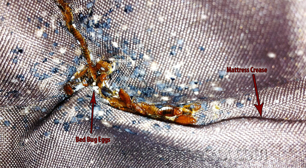 What Do Bed Bug Eggs Look Like? Your Guide to Identifying Bed Bug Eggs